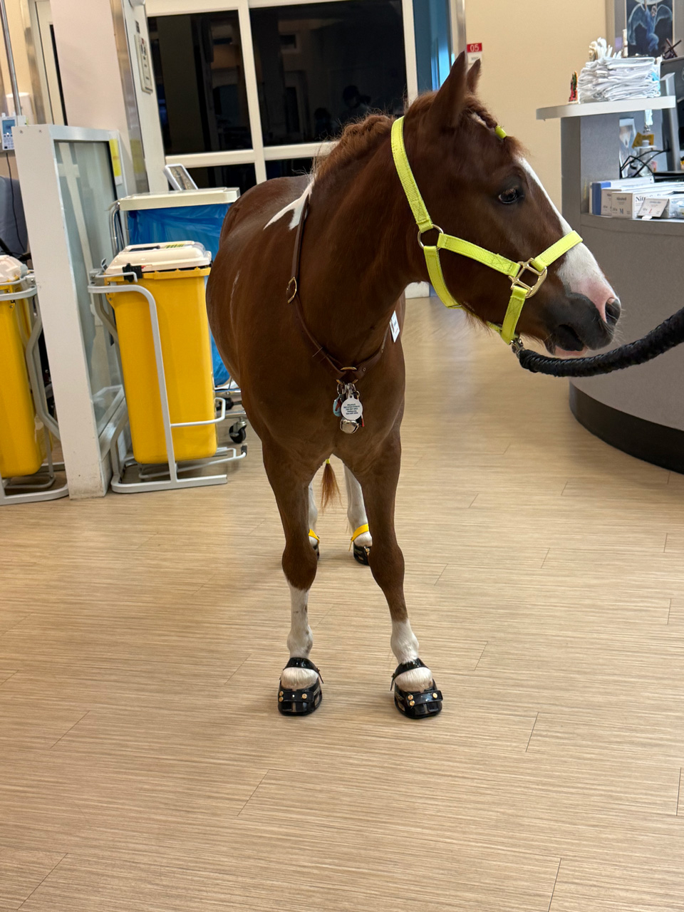 Pegasus at Mount Sinai - June 19, 2025 | Ale Ramos Therapy Animals