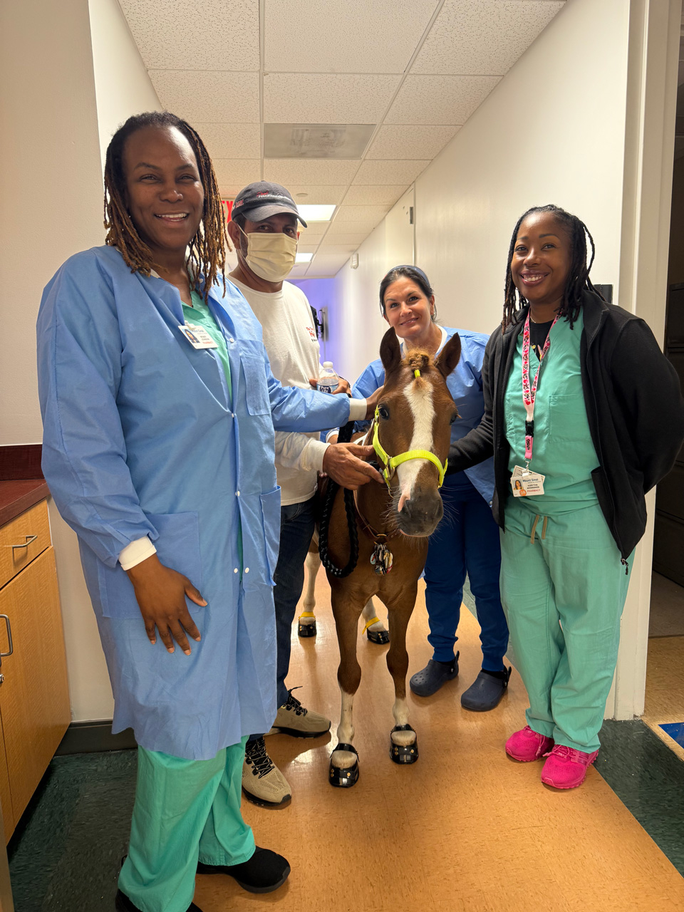 Pegasus at Mount Sinai - June 19, 2025 | Ale Ramos Therapy Animals