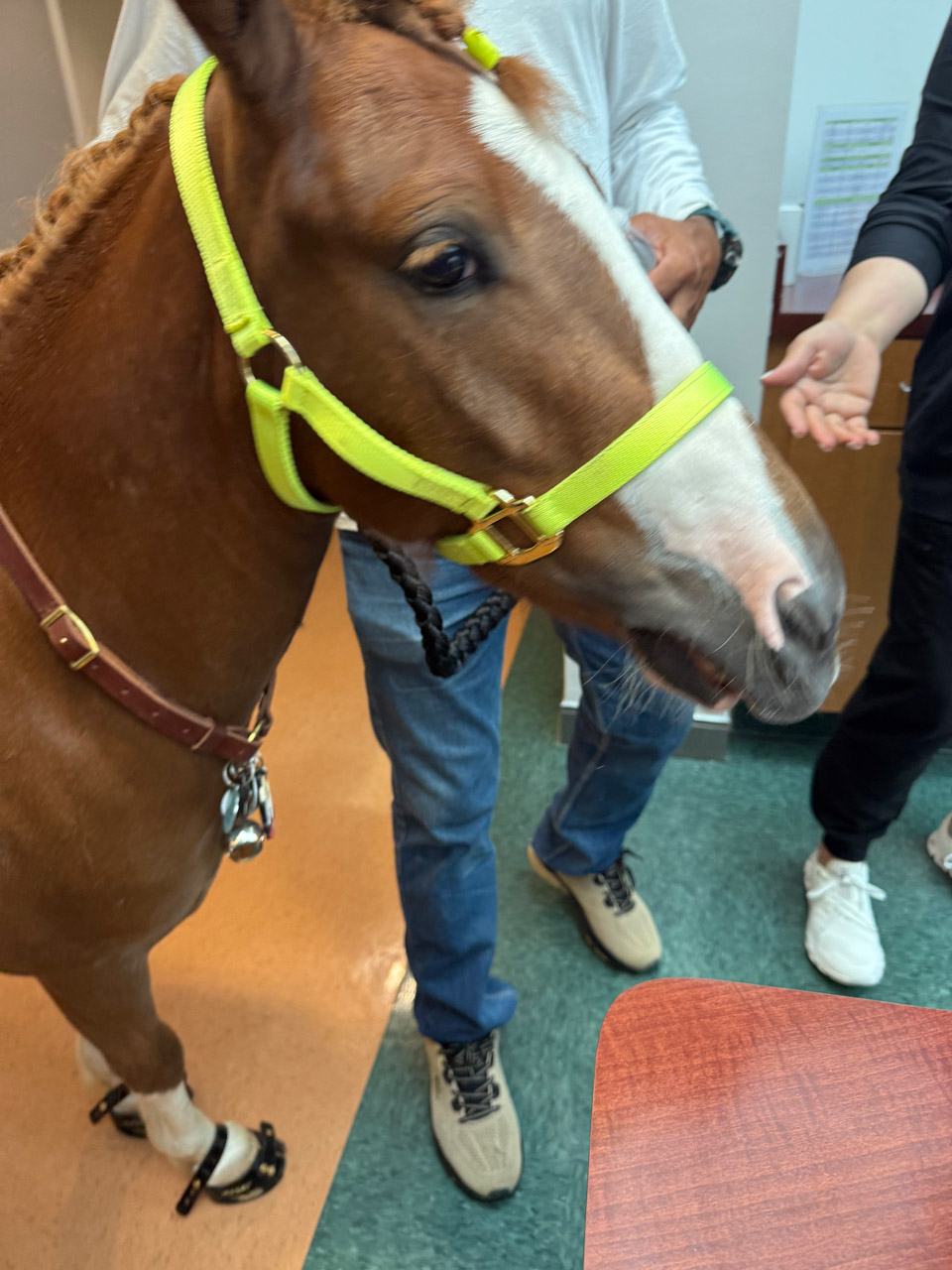 Pegasus at Mount Sinai - June 19, 2025 | Ale Ramos Therapy Animals