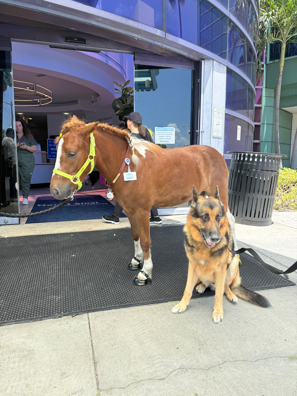 Pegasus at Mount Sinai - June 19, 2025 | Ale Ramos Therapy Animals