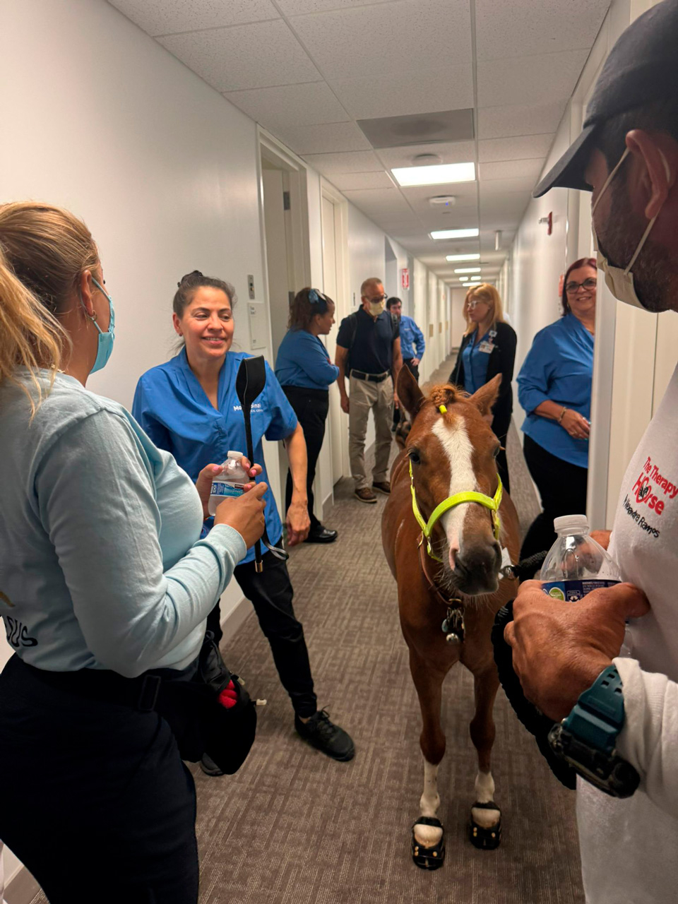 Pegasus at Mount Sinai - June 19, 2025 | Ale Ramos Therapy Animals
