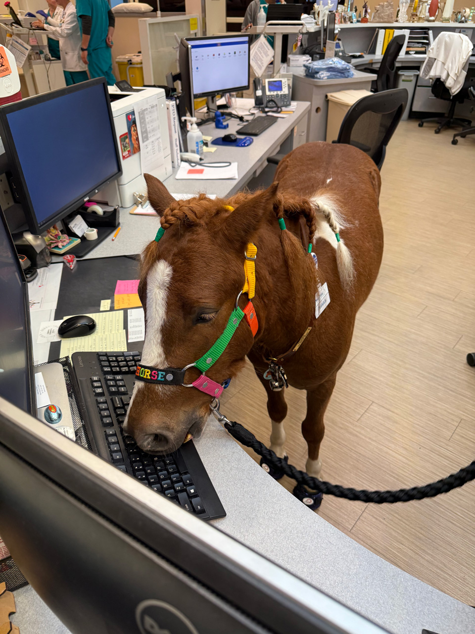 Pegasus at Mount Sinai - March 12, 2025 | Ale Ramos Therapy Animals