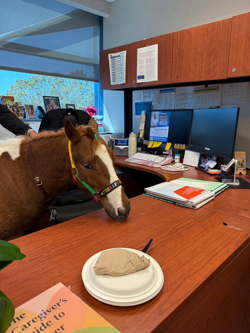 Pegasus at Mount Sinai - March 12, 2025 | Ale Ramos Therapy Animals