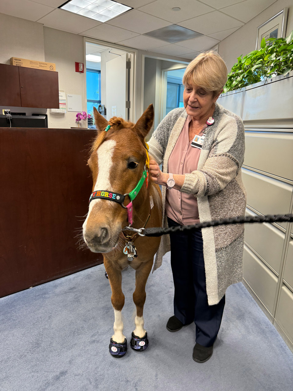 Pegasus at Mount Sinai - March 12, 2025 | Ale Ramos Therapy Animals