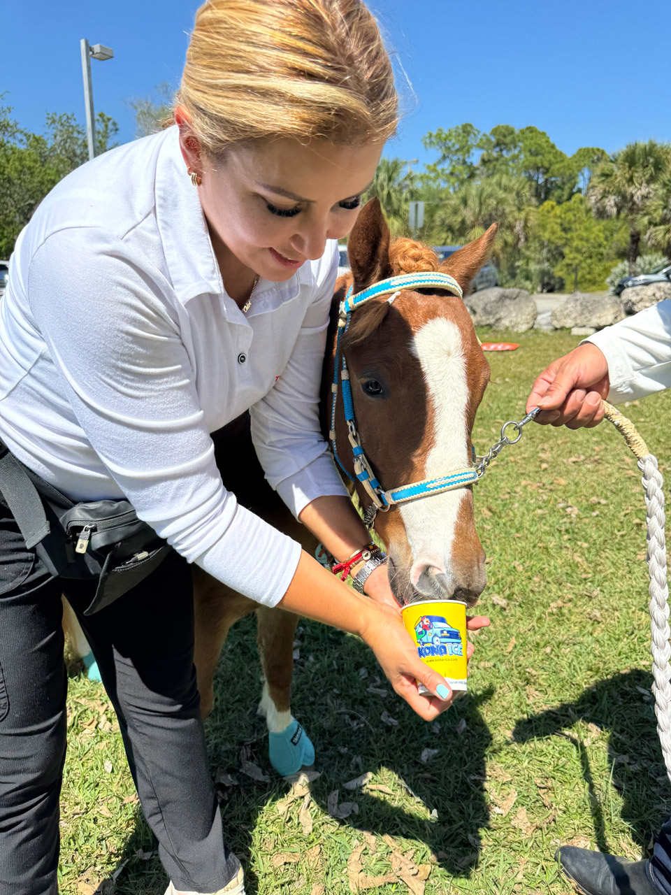 Pegasus at Super Heroe event - March 8, 2025 | Ale Ramos Therapy Animals