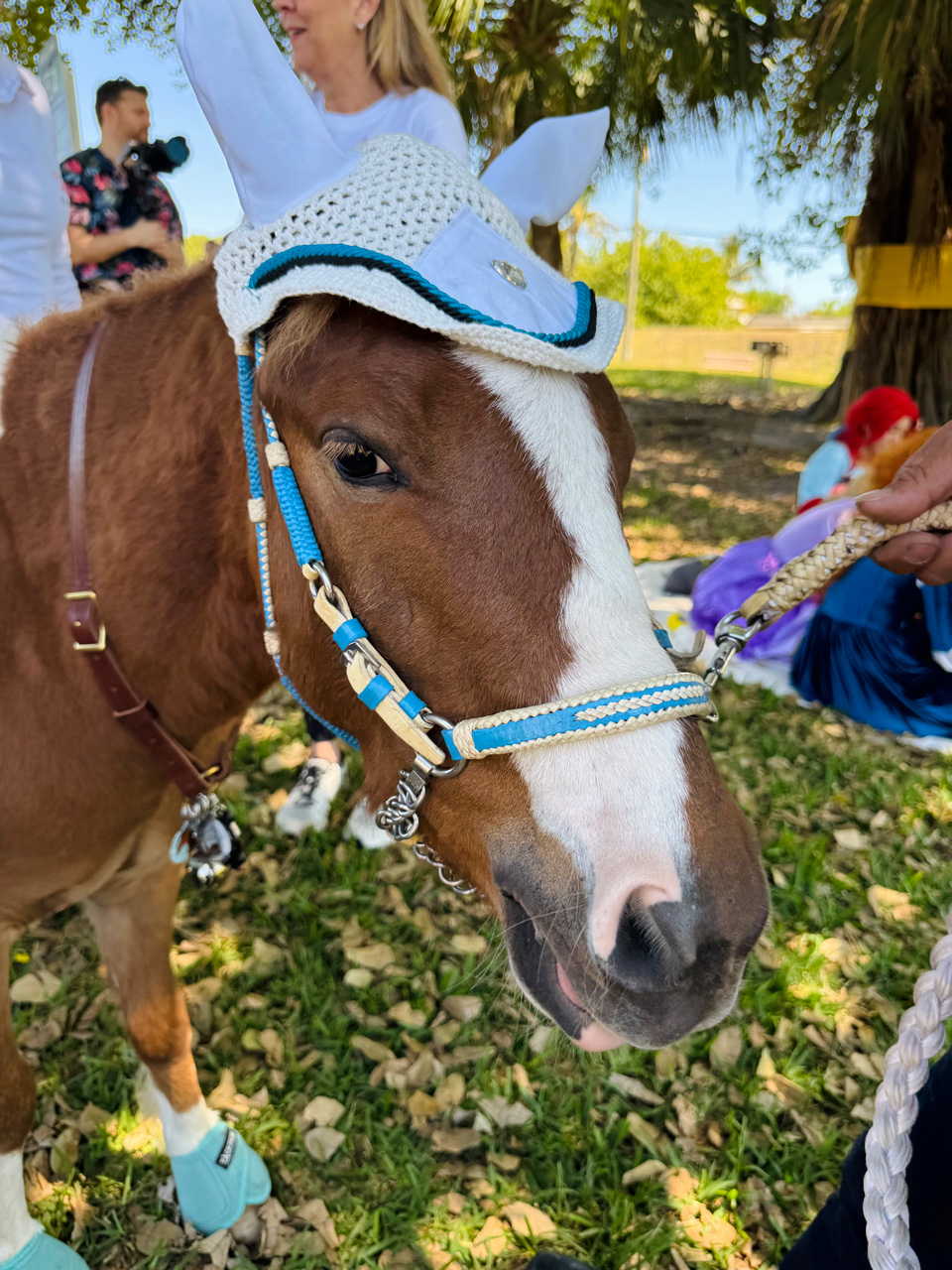 Pegasus at Super Heroe event - March 8, 2025 | Ale Ramos Therapy Animals