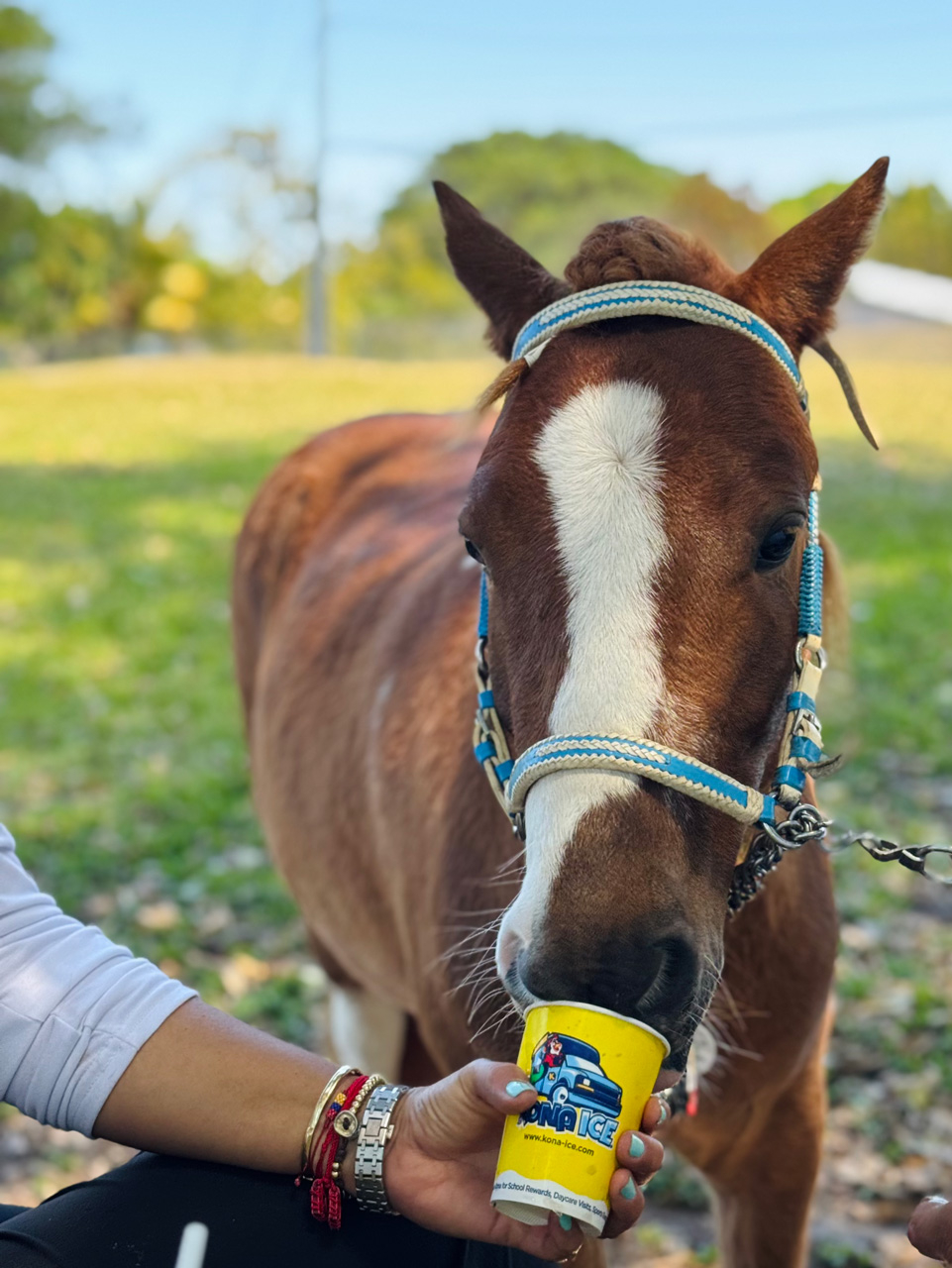 Pegasus at Super Heroe event - March 8, 2025 | Ale Ramos Therapy Animals