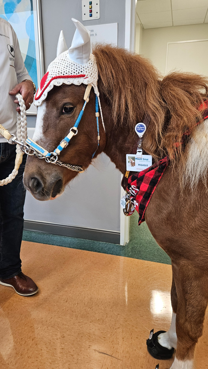 Pegasus celebrate Valentines at Mount Sinai Medical Center - Febrero 14, 2025 | Ale Ramos Therapy Animals