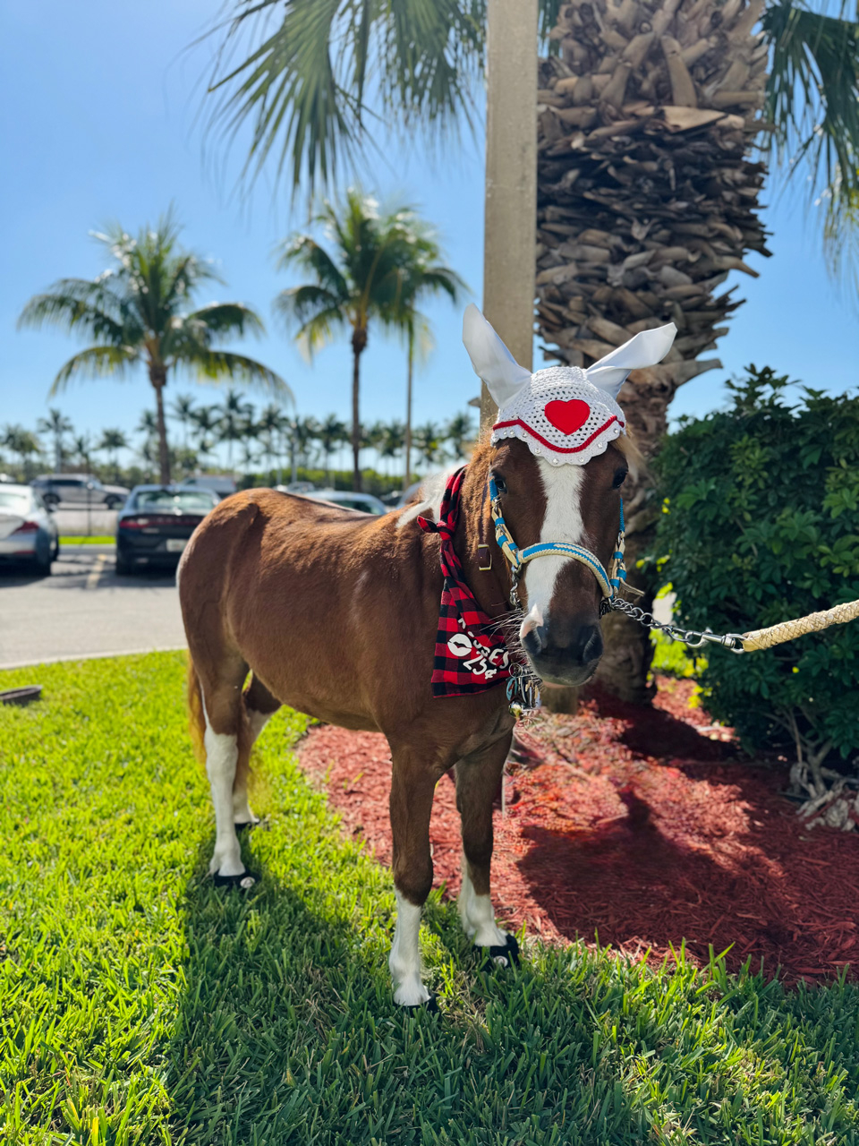 Pegasus celebrate Valentines at Mount Sinai Medical Center - Febrero 14, 2025 | Ale Ramos Therapy Animals