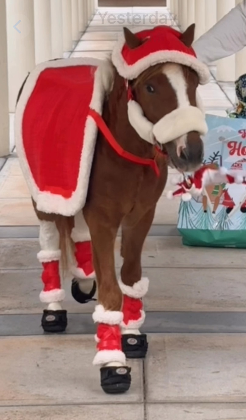 Pegasus visit -  December 2024 | Ale Ramos Therapy Animals