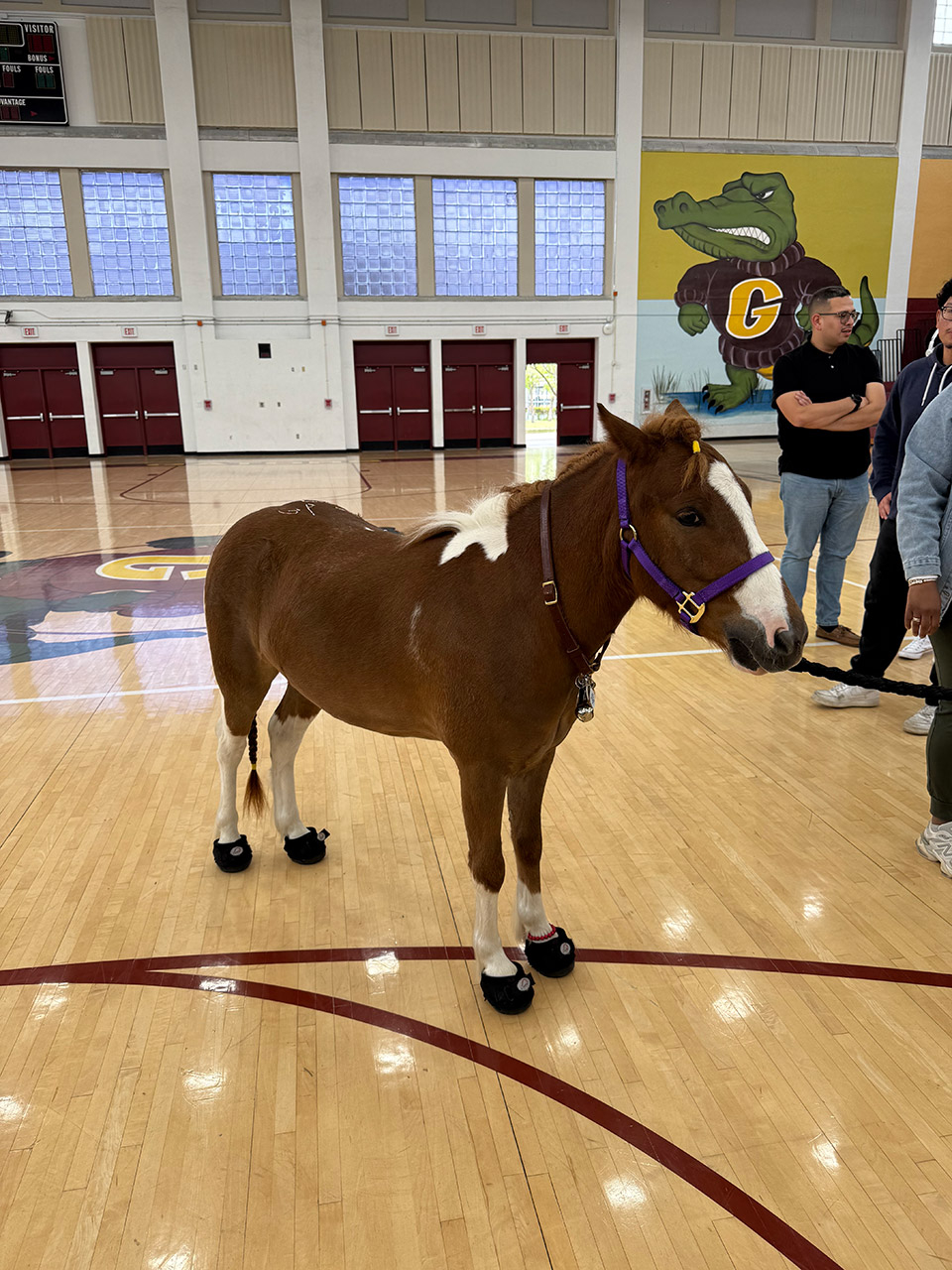 Pegasus visit Barbara Goleman School - April 24, 2025 | Ale Ramos Therapy Animals
