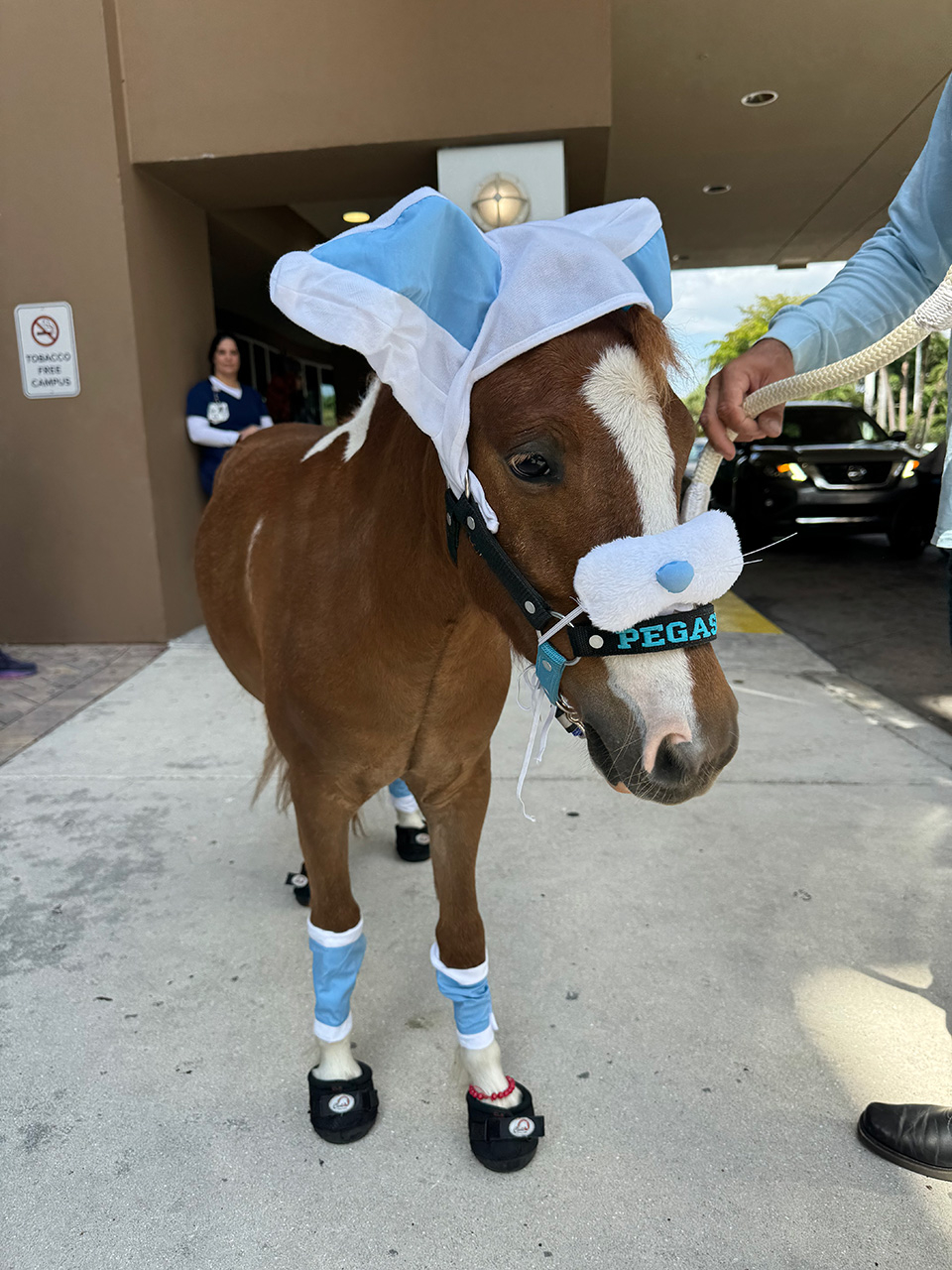 Pegasus visit Florida Kendall Hospital - April 17, 2025 | Ale Ramos Therapy Animals
