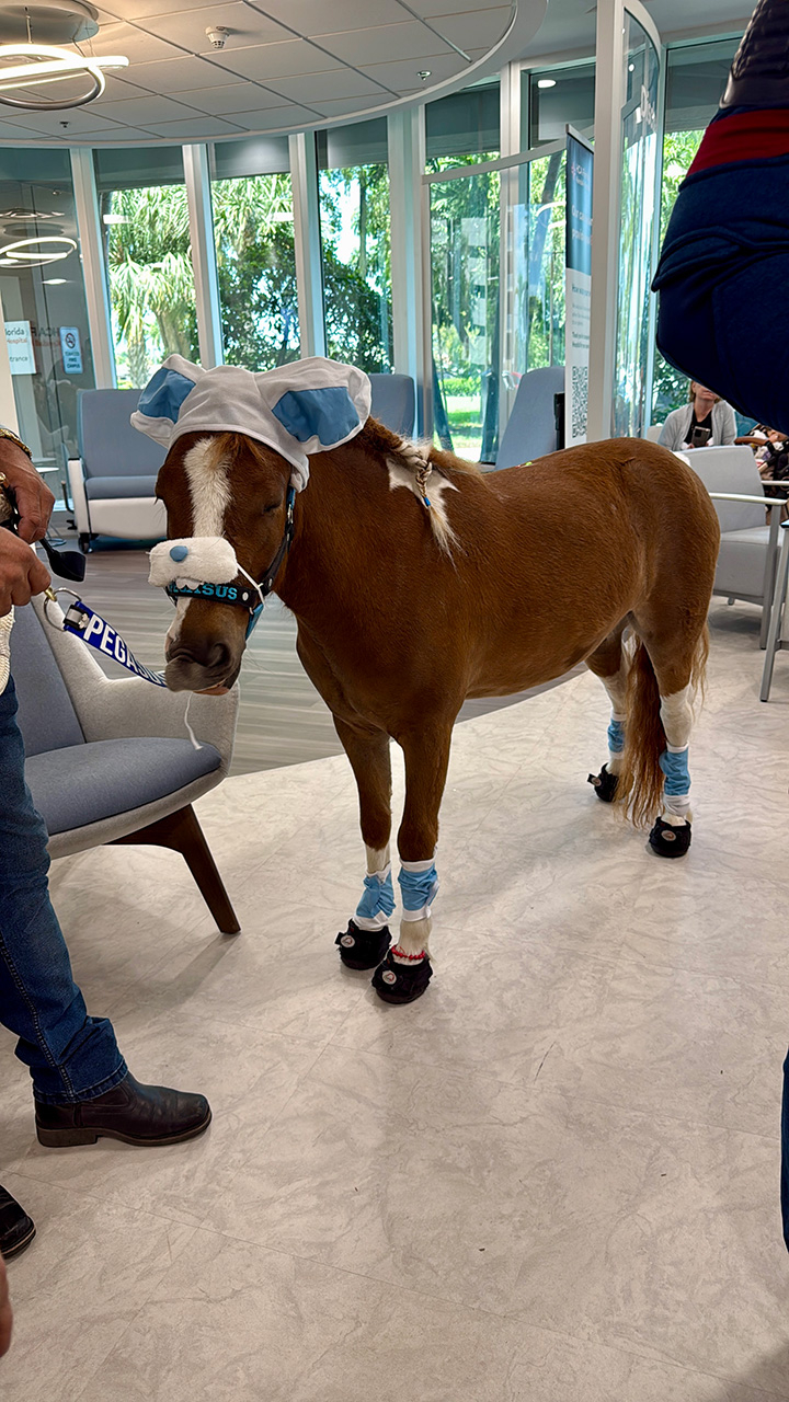 Pegasus visit Florida Kendall Hospital - April 17, 2025 | Ale Ramos Therapy Animals