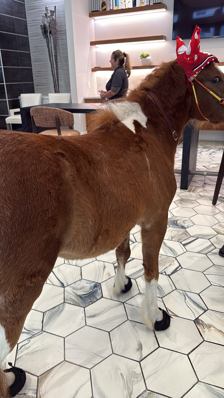 Pegasus visit Mirabelle Senior Living - February 06, 2025 | Ale Ramos Therapy Animals