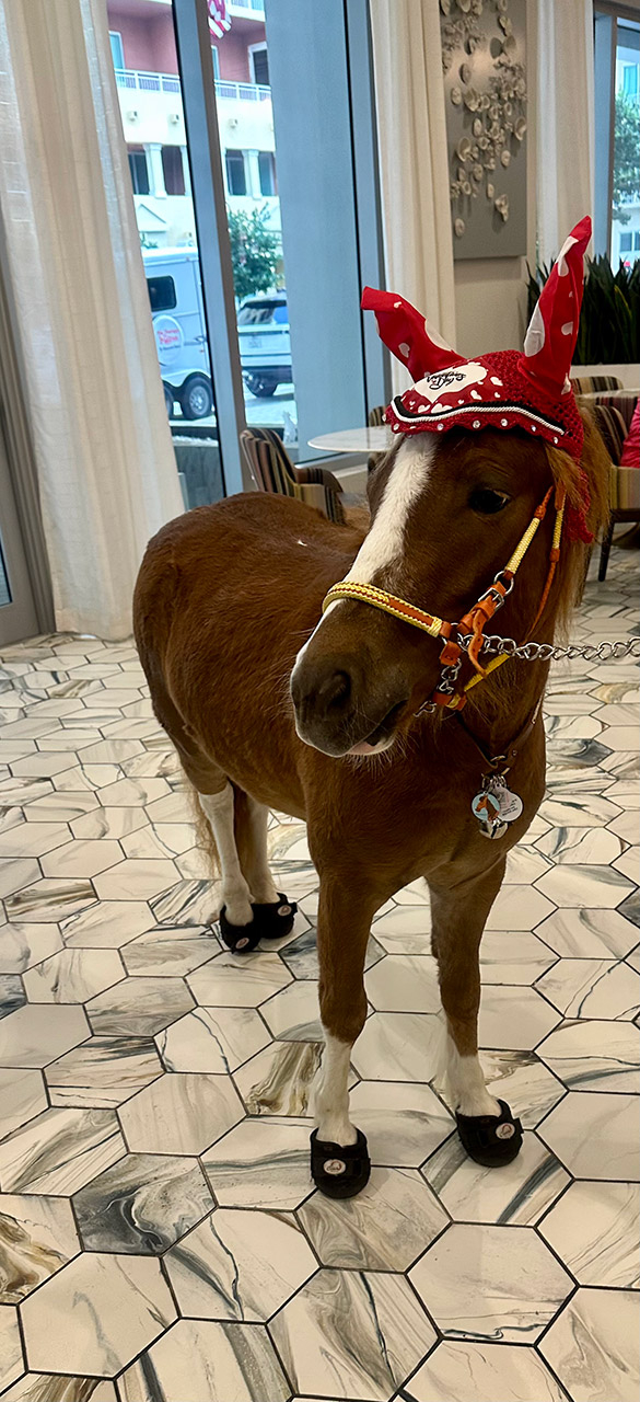 Pegasus visit Mirabelle Senior Living - February 06, 2025 | Ale Ramos Therapy Animals