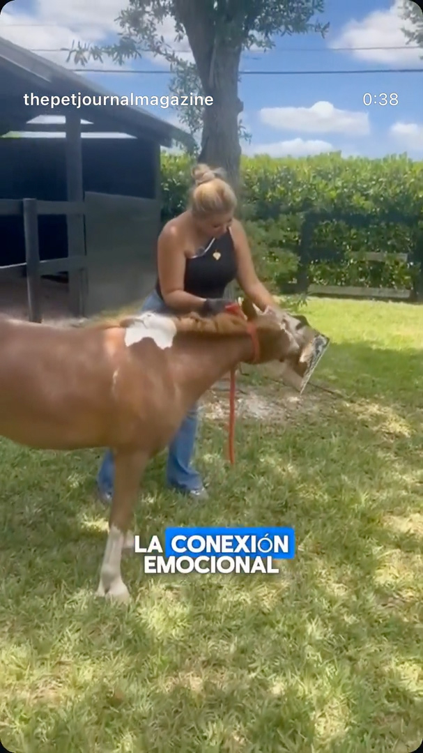 Pet Journal Magazine 2025 | Alexandra Ramos Therapy Animals