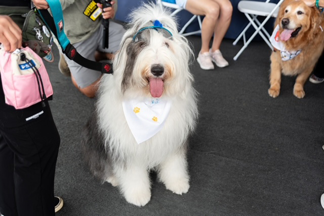PGA National Park by Nicklaus Children’s Hospital with Thor 2024 | Ale Ramos Therapy Animals