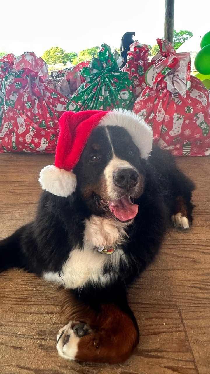 Santa Paws at Big Bear Academy | Ale Ramos Therapy Animals