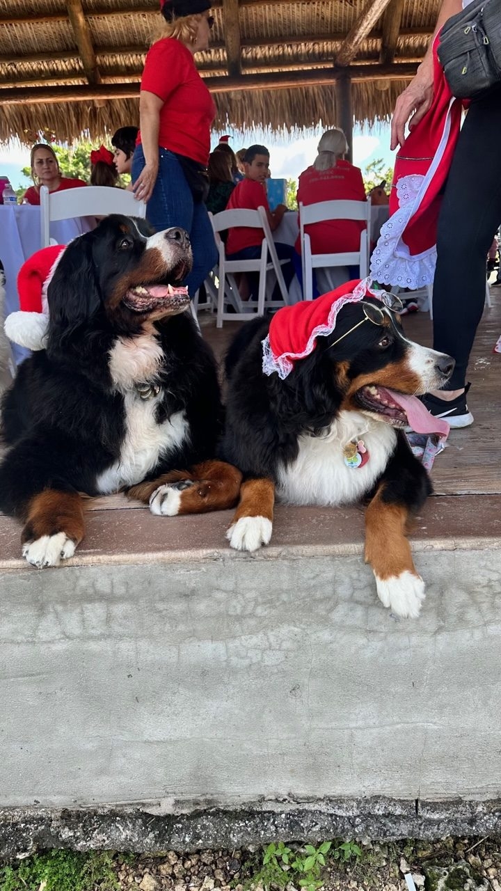 Santa Paws at Big Bear Academy | Ale Ramos Therapy Animals