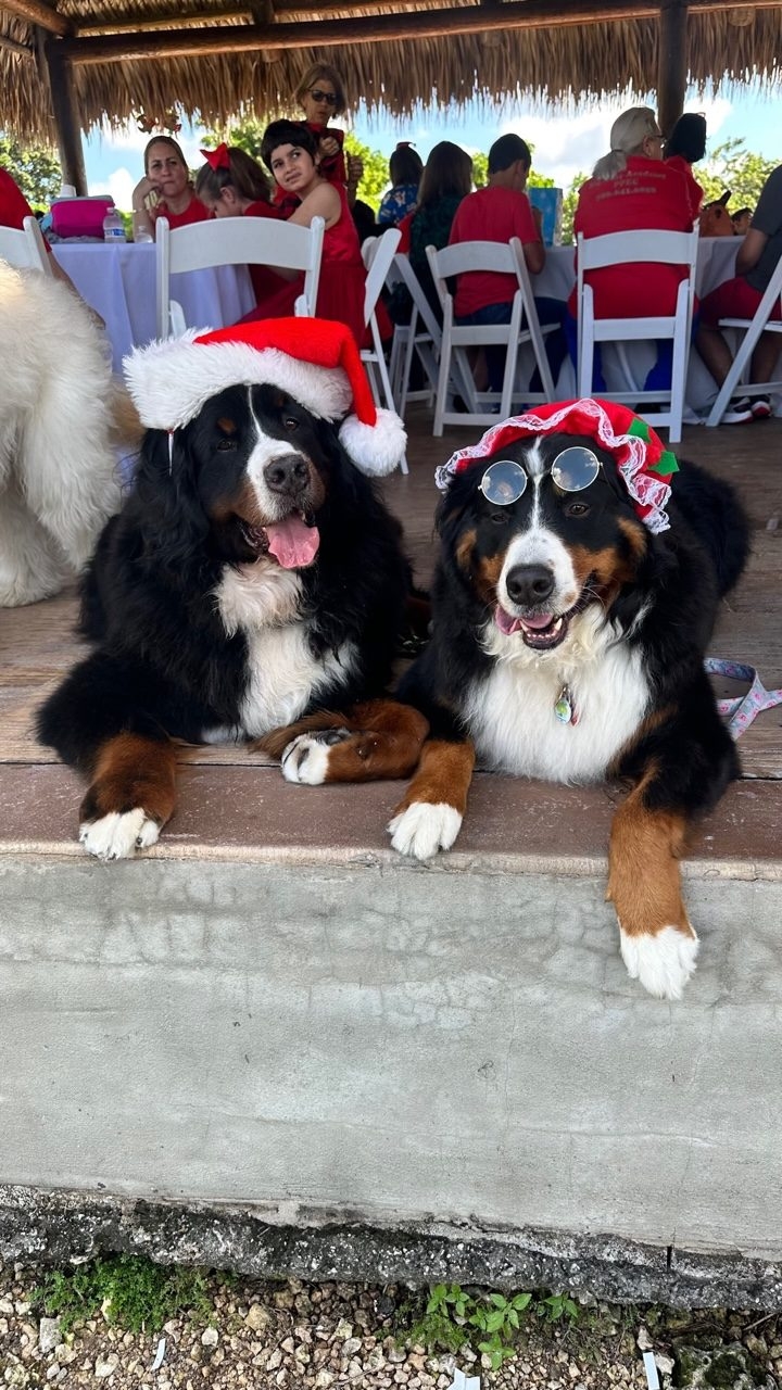 Santa Paws at Big Bear Academy | Ale Ramos Therapy Animals
