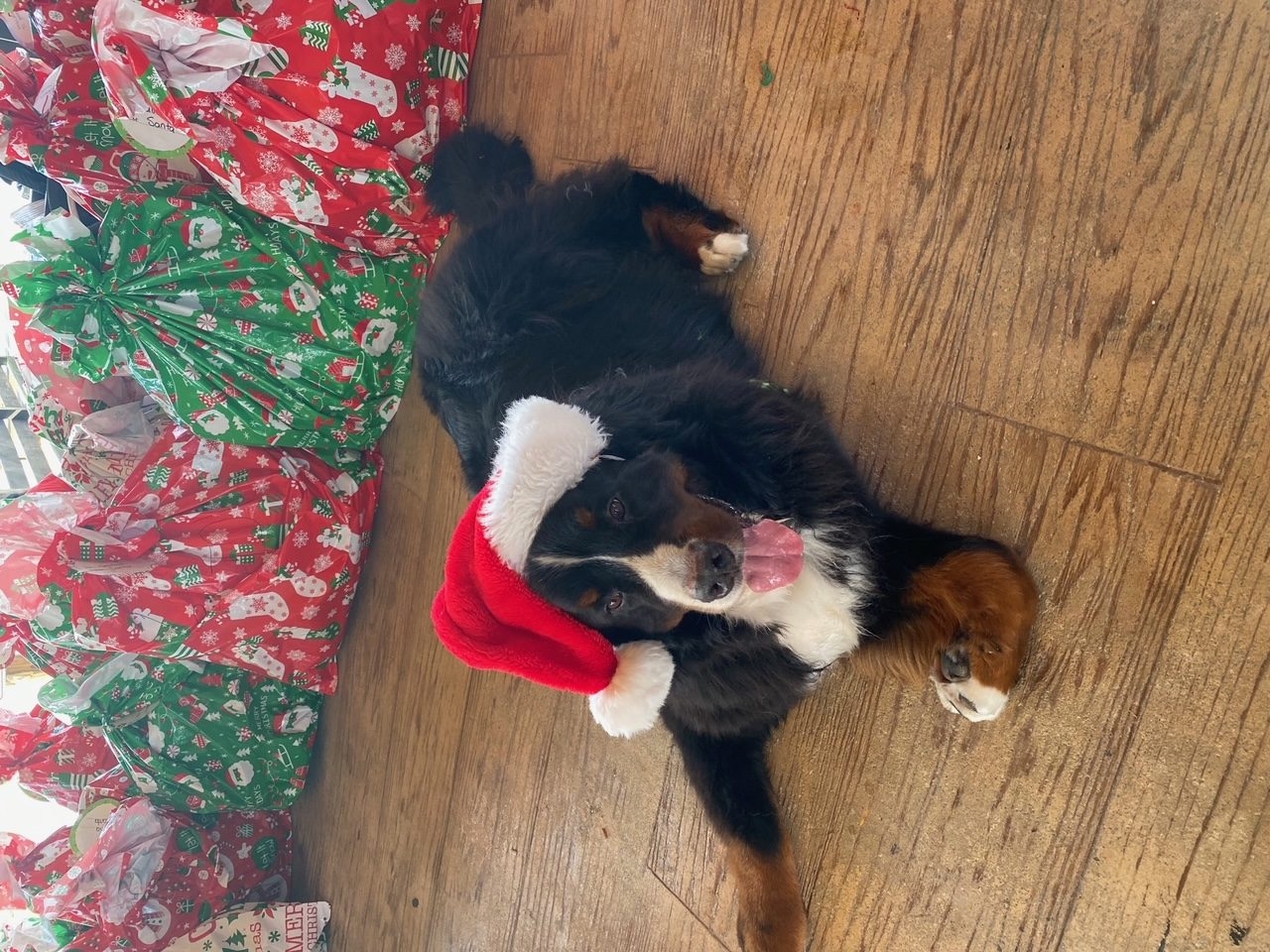 Santa Paws at Big Bear Academy | Ale Ramos Therapy Animals