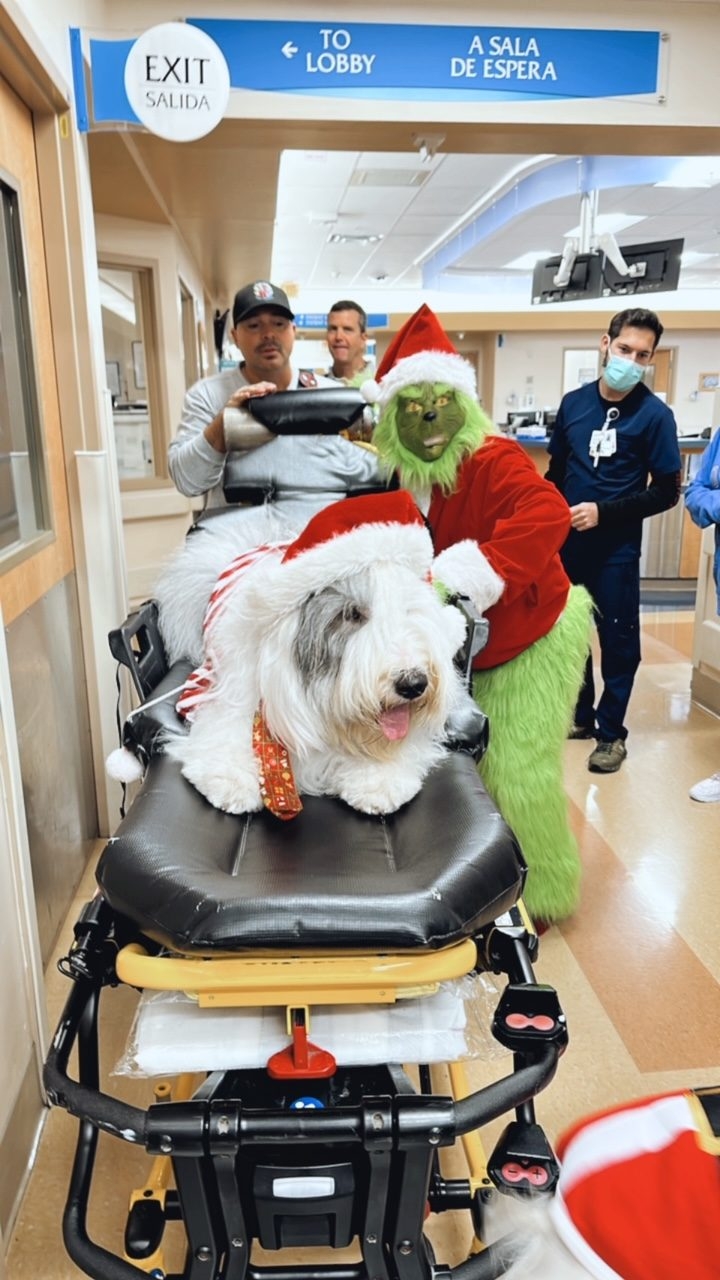 Santa Paws at Kendall Regional Hospital | Ale Ramos Therapy Animals