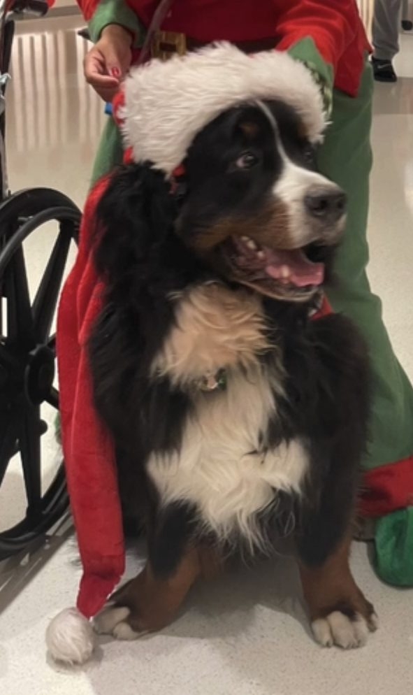 Santa Paws at Nicklaus Children’s Hospital | Ale Ramos Therapy Animals