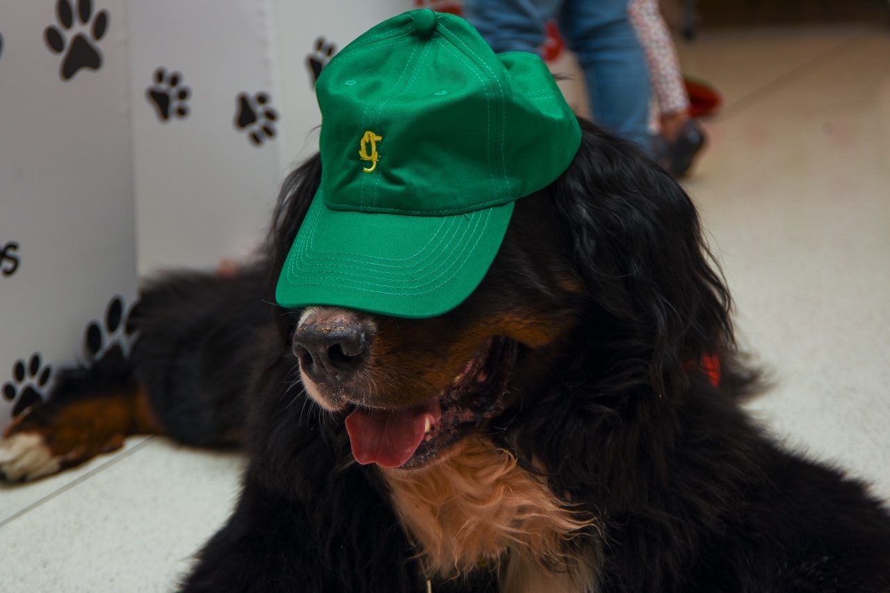 Santa Paws at Nicklaus Children’s Hospital | Ale Ramos Therapy Animals