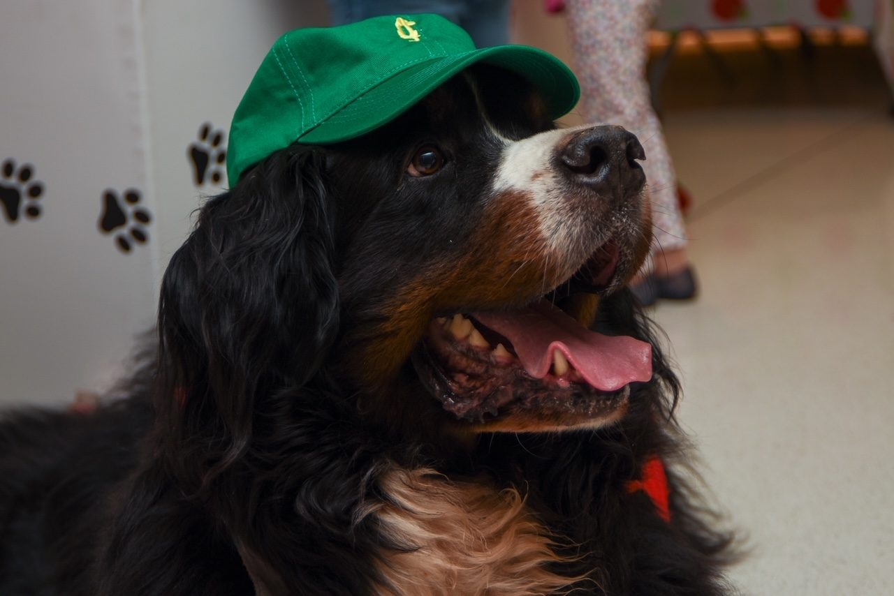 Santa Paws at Nicklaus Children’s Hospital | Ale Ramos Therapy Animals