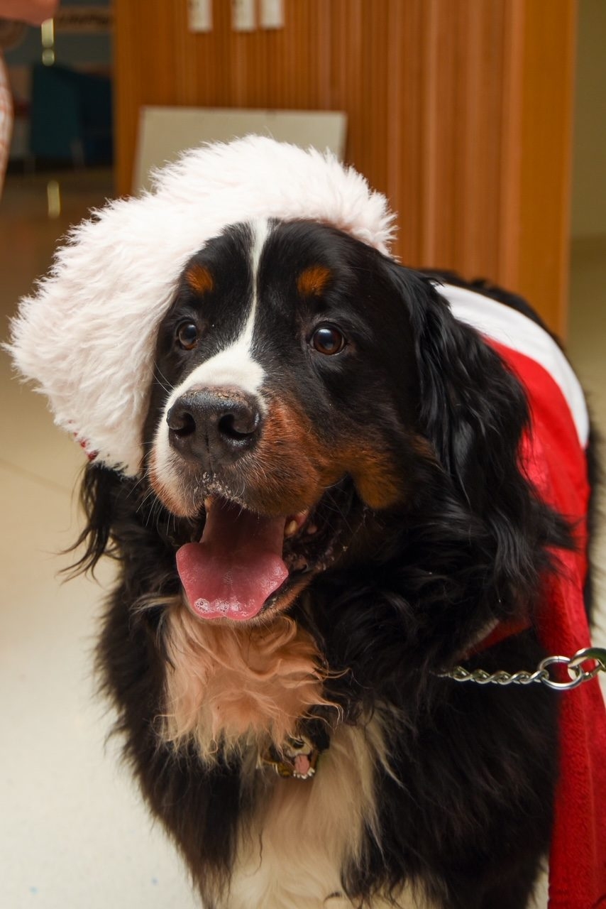 Santa Paws at Nicklaus Children’s Hospital | Ale Ramos Therapy Animals