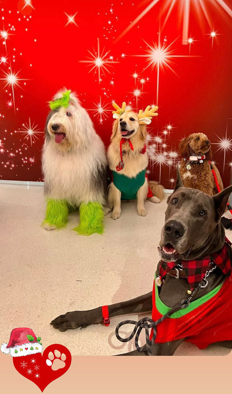  Dec 13, 2023 | Ale Ramos Therapy Animals