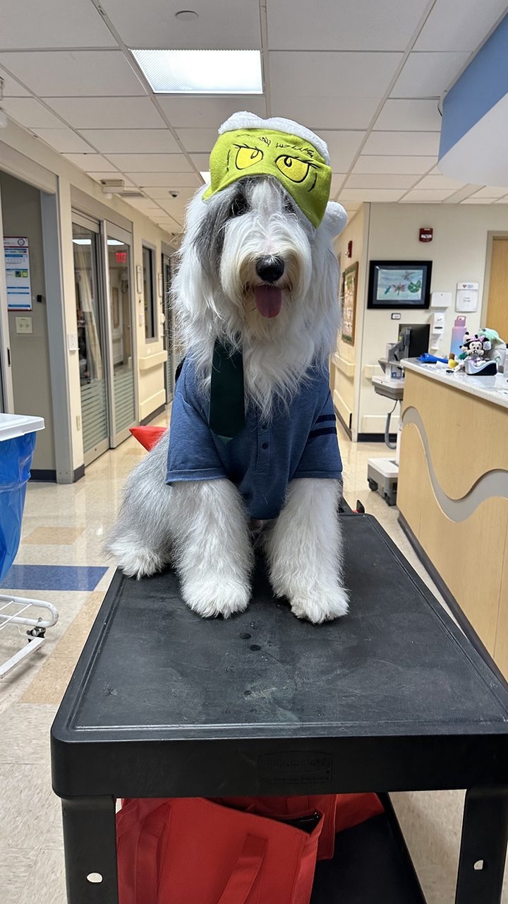 Thanksgiving at Nicklaus Children’s Hospital with Thor | Ale Ramos Therapy Animals