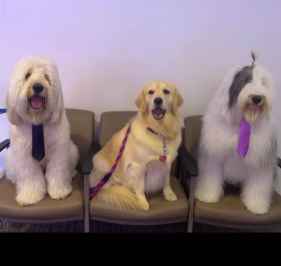  March 22, 2023 | Ale Ramos Therapy Animals