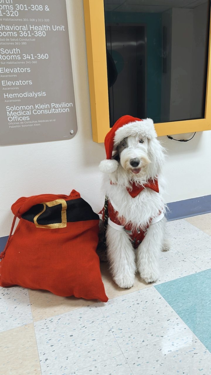 Thor at Nicklaus Children’s Hospital | Ale Ramos Therapy Animals
