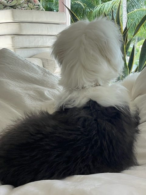 Thor Love | Ale Ramos Therapy Animals