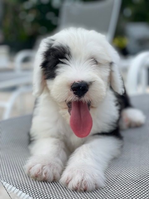 Thor Love | Ale Ramos Therapy Animals