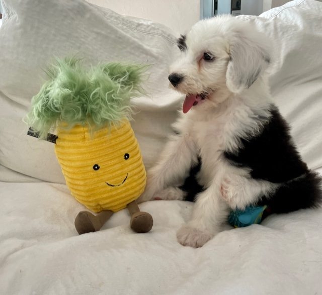 Thor Love | Ale Ramos Therapy Animals