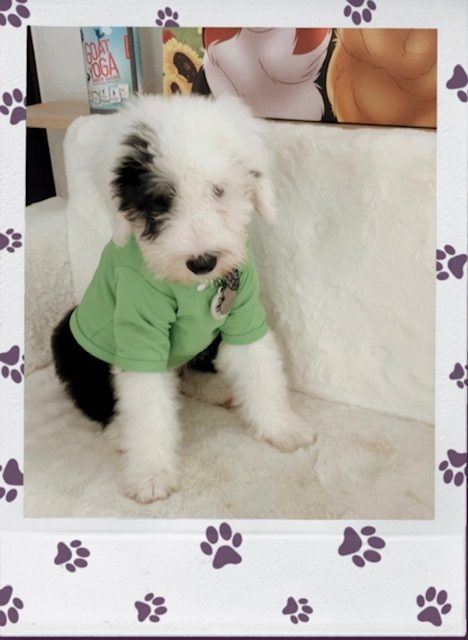 Thor Love | Ale Ramos Therapy Animals