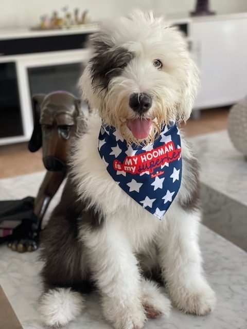 Thor Love | Ale Ramos Therapy Animals
