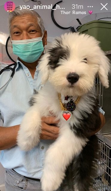 Thor Love | Ale Ramos Therapy Animals