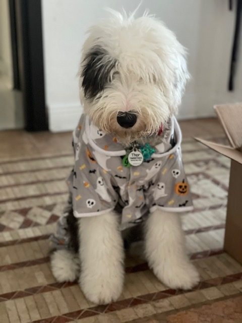 Thor Love | Ale Ramos Therapy Animals