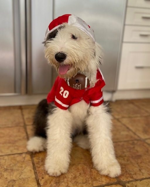 Thor Love | Ale Ramos Therapy Animals