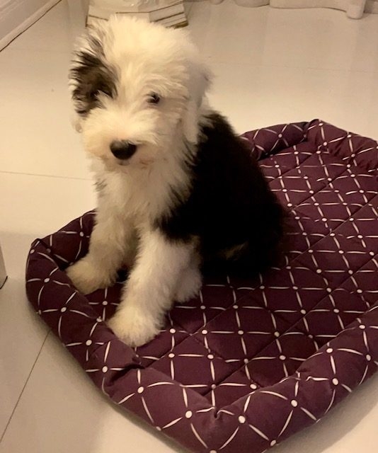Thor Love | Ale Ramos Therapy Animals