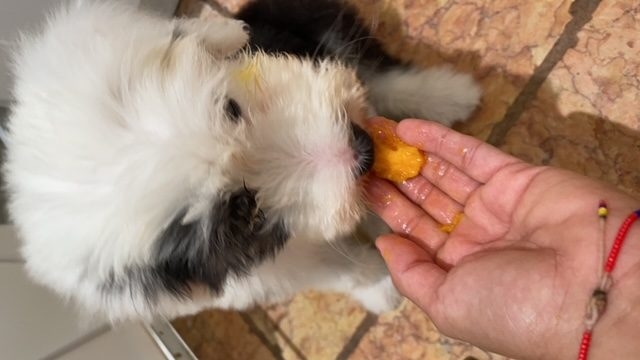 Thor Love | Ale Ramos Therapy Animals