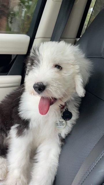 Thor Love | Ale Ramos Therapy Animals