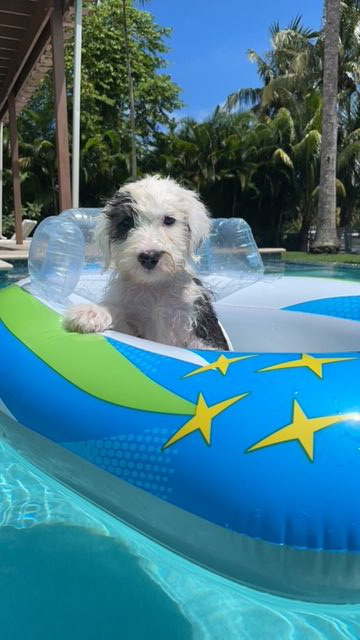 Thor Love | Ale Ramos Therapy Animals