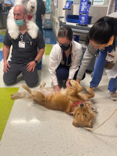  July 1, 2022 | Ale Ramos Therapy Animals