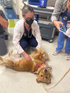  July 1, 2022 | Ale Ramos Therapy Animals