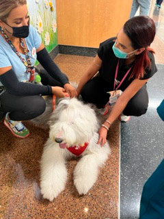  July 1, 2022 | Ale Ramos Therapy Animals