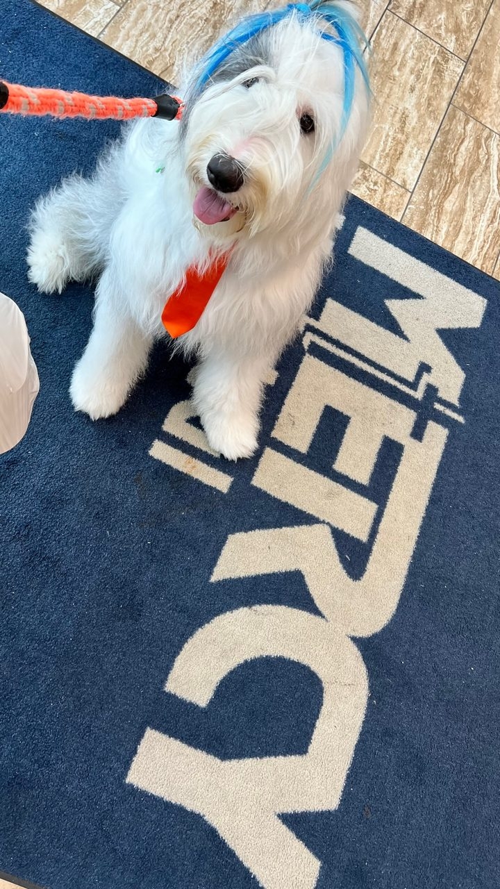  Oct 7, 2022 | Ale Ramos Therapy Animals